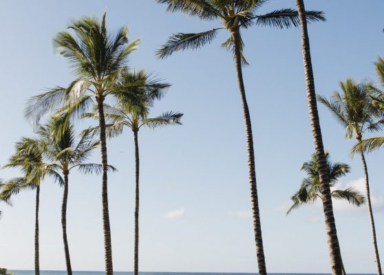 〈ハワイ島〉フォーシーズンズ・リゾート・フアラライ　（パームグローブ/ウェディングツリー/クムケアビーチ）